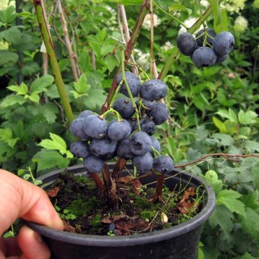 патриот - копия